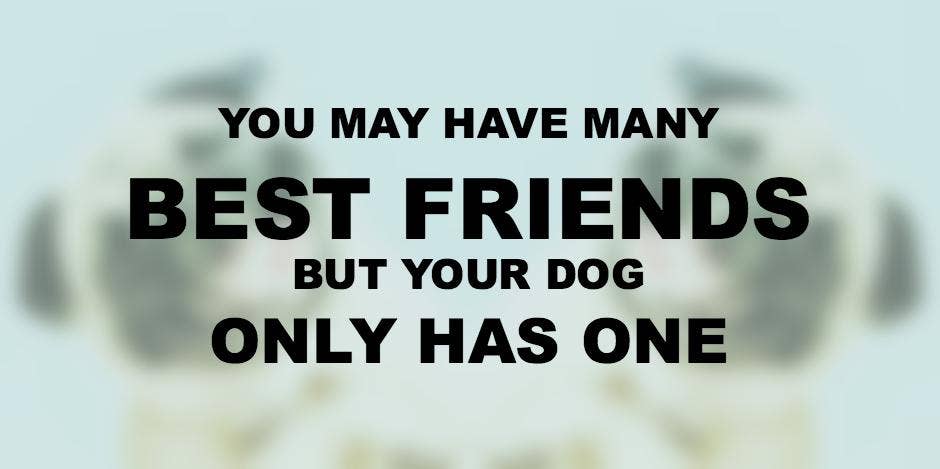Dogs Are A Girl's Best Friend Quotes
