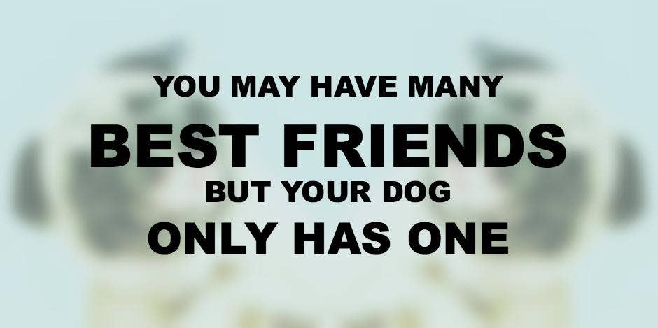 Dogs Are A Girl's Best Friend Quotes Dogs Are A Girl's Best Friend Quotes