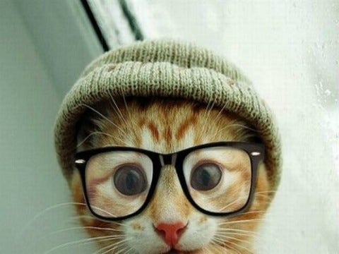 11 Cats All Ready For Date Night 11 Cats All Ready For Date Night