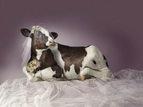 12 Most Ridiculous Animal Weddings 