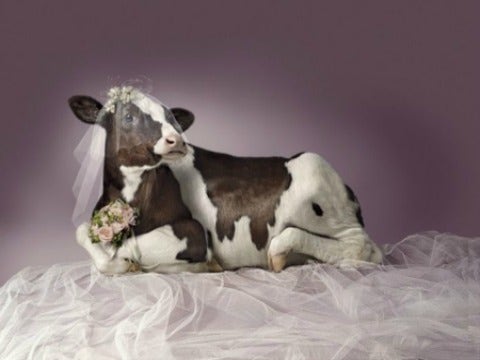 12 Most Ridiculous Animal Weddings 12 Most Ridiculous Animal Weddings