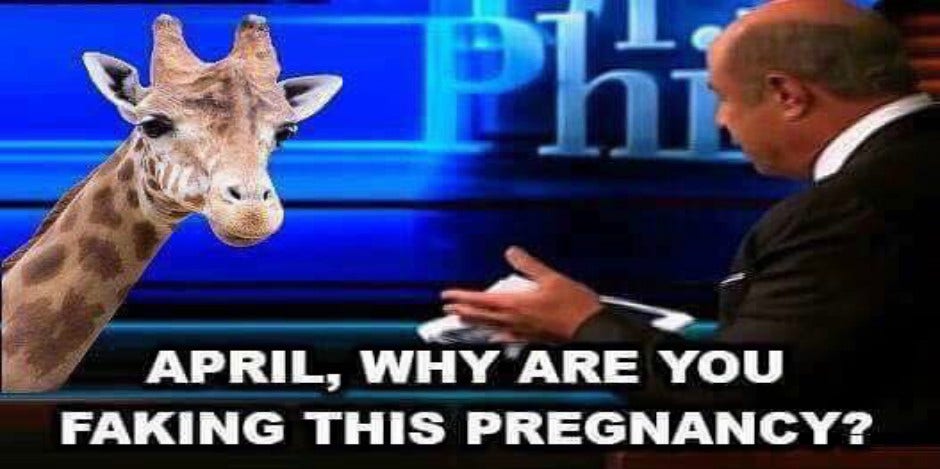 17 Memes About April The Giraffe That Will Make You LOL