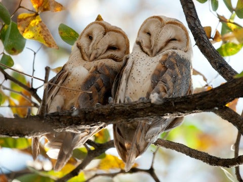 owls