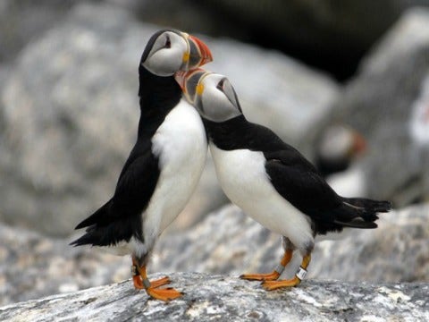 5 Reasons Puffins Win At Love