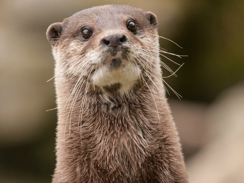 otter