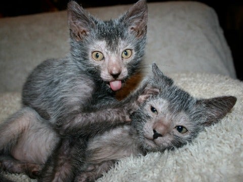 lykoi lykoi
