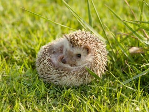 hedgehog