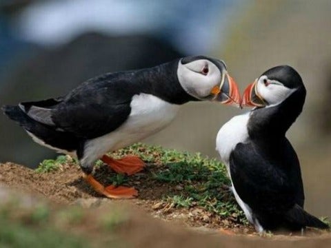 puffin-kiss