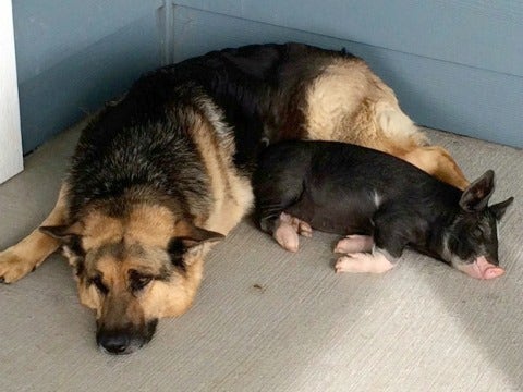 dog-pig