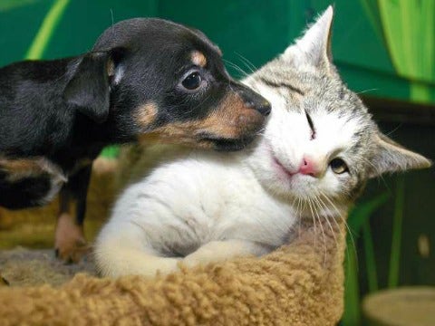 9 Animals That Love Being Single 9 Animals That Love Being Single