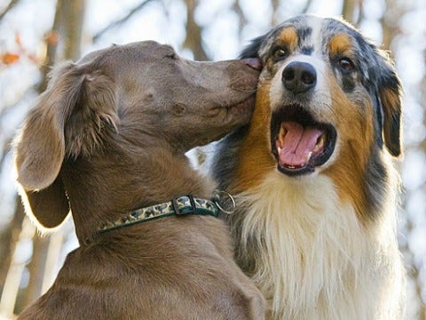 20 Dogs Who Are Madly In Love