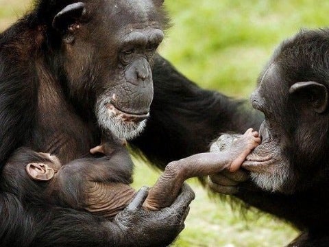 gorillas gorillas