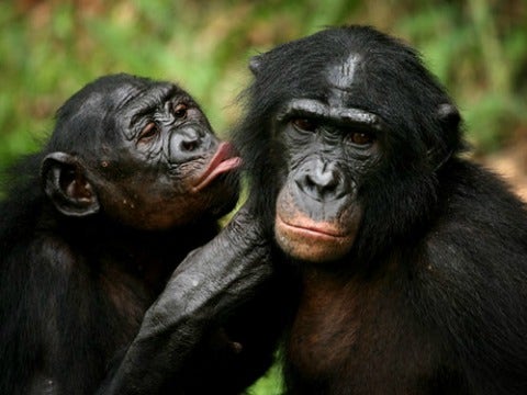 Love: 10 Most Romantic Animals Of All Time