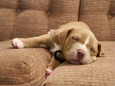 12 Reasons Pitbulls Are Really Big Bundles Of Love