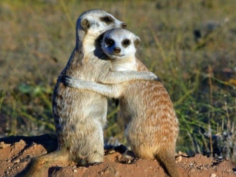 8 Things Meerkats Can Teach Us About Love