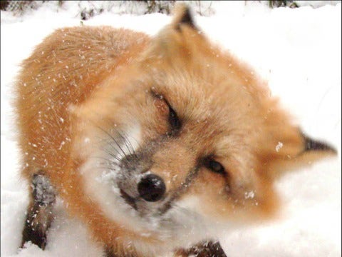 fox fox