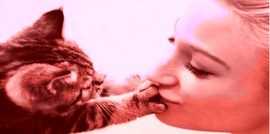 Cat's Purr Has Legit Healing Powers Cat's Purr Has Legit Healing Powers
