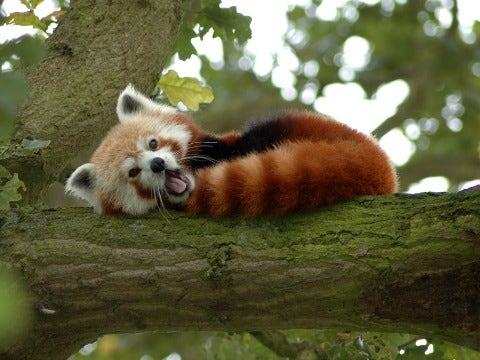 red panda