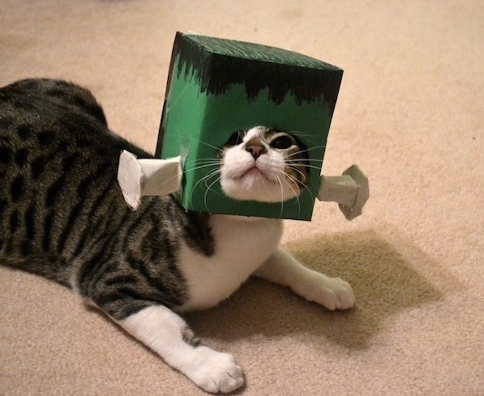 Cute Cat Halloween Costume