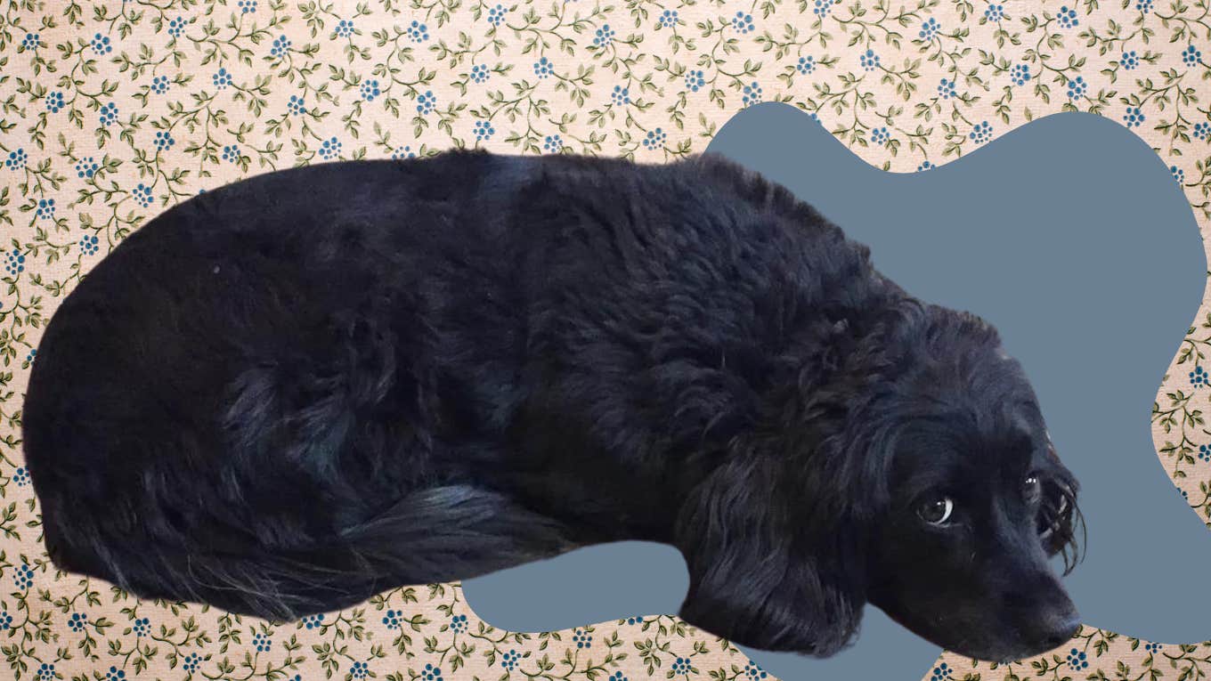 What My Rescue Dog Taught Me About Anxiety Authors anxious rescue dog