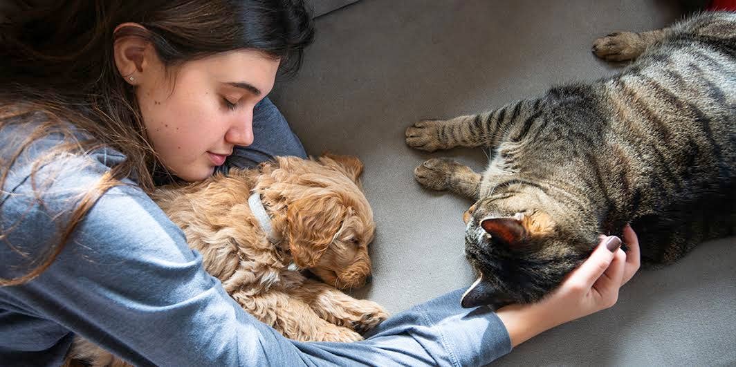 Can Dogs And Cats Get Coronavirus (COVID-19?) Can Dogs And Cats Get Coronavirus (COVID-19?)