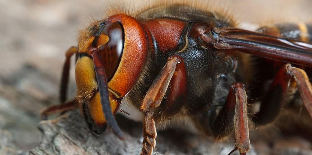 What Are Murder Hornets? The Latest Horrifying Insect Phenomenon To Plague Us In 2020