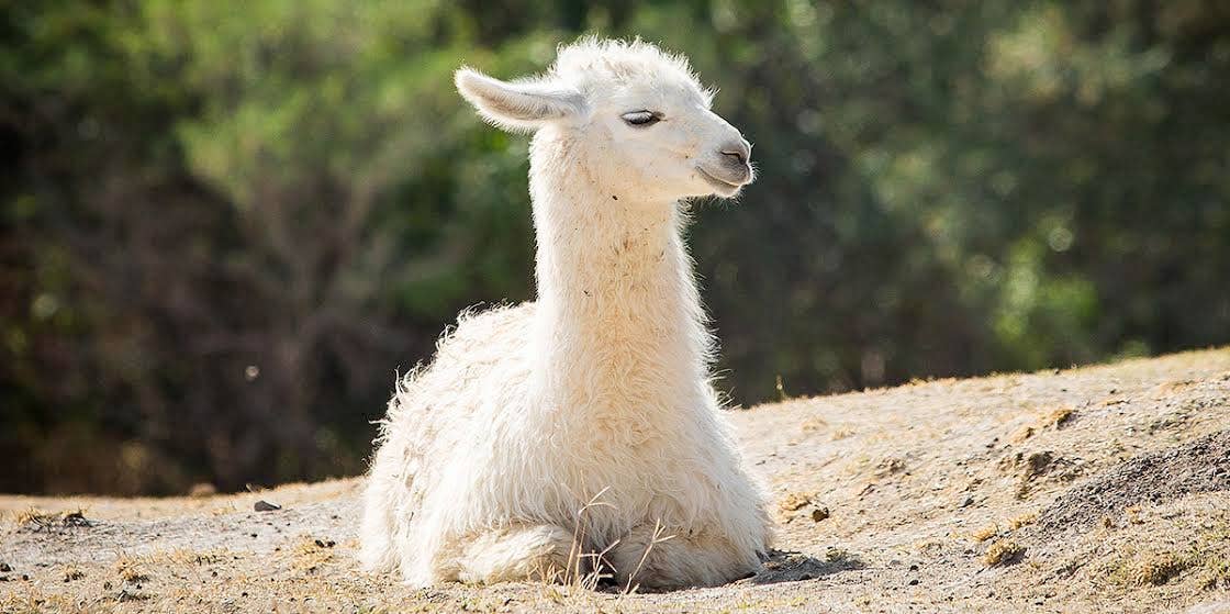 Can Llamas Cure Coronavirus (COVID-19)?