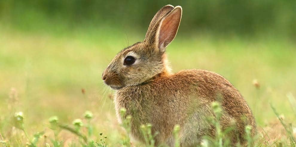 What is Bunny Ebola AKA Rabbit Hemorrhagic Disease? Why Rabbits In The U.S. Are Getting Sick At Alarming Rates