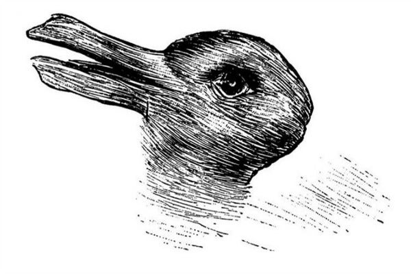 photo of black and white rabbit or duck