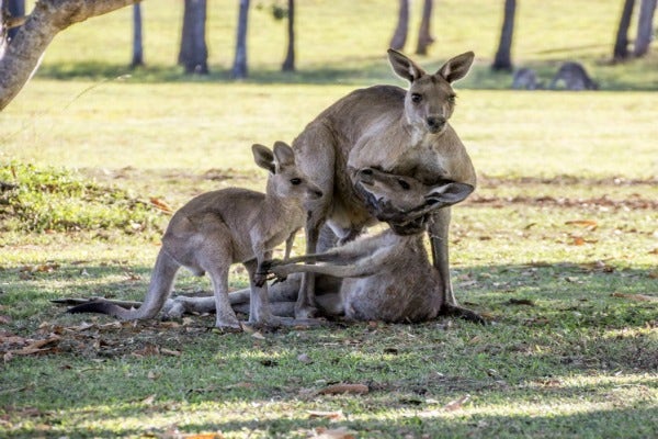 Kangaroos.