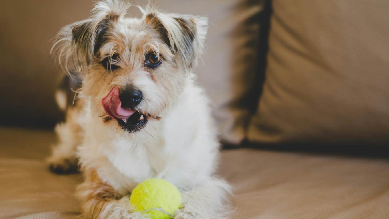 adorable dog on couch with tennis ball 