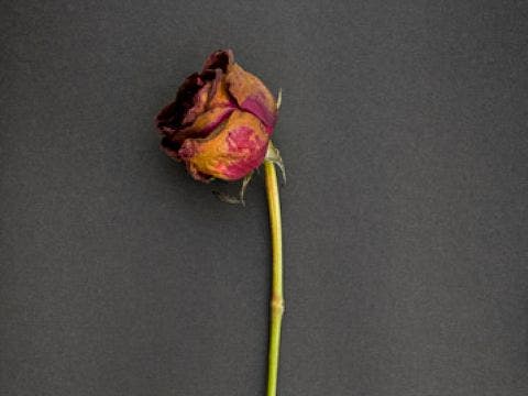 withered rose