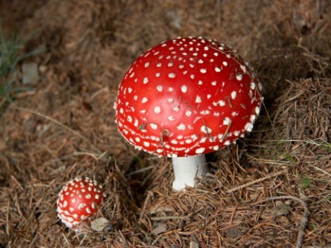 Mushroom 