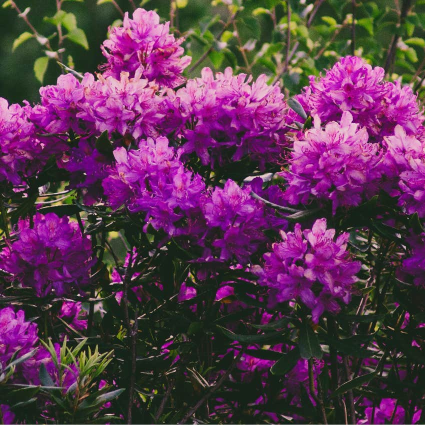 rhodedendron 