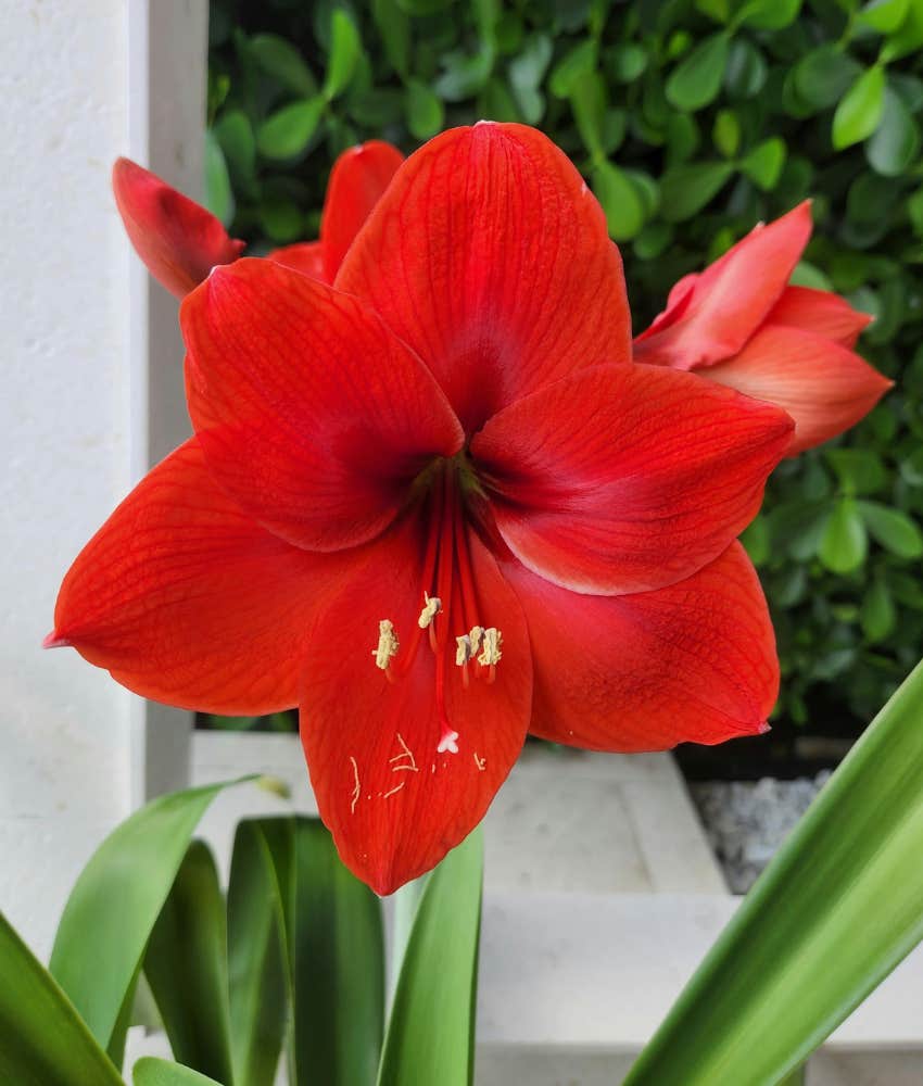 amaryllis