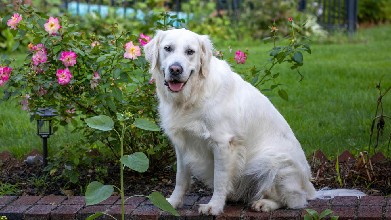 dog in garden