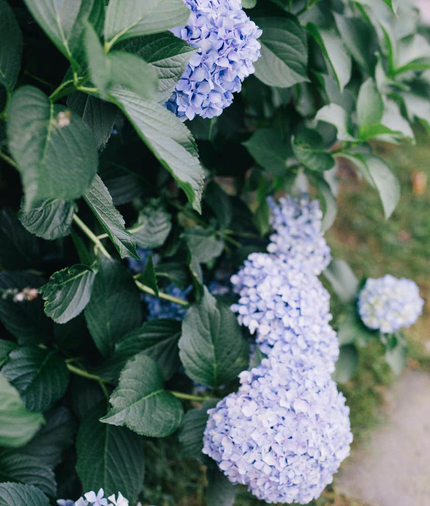 hydrangea 