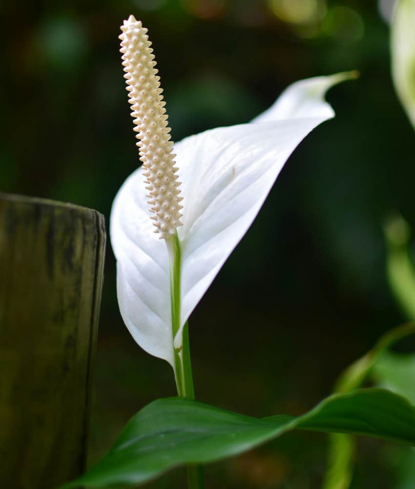 peace lily 