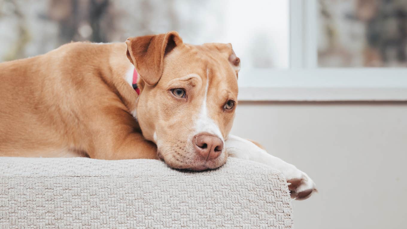 A Man Tried To Put Down His 12-Year-Old Dog Because His Girlfriend Didn’t Like Her sad dog, man tried to put down