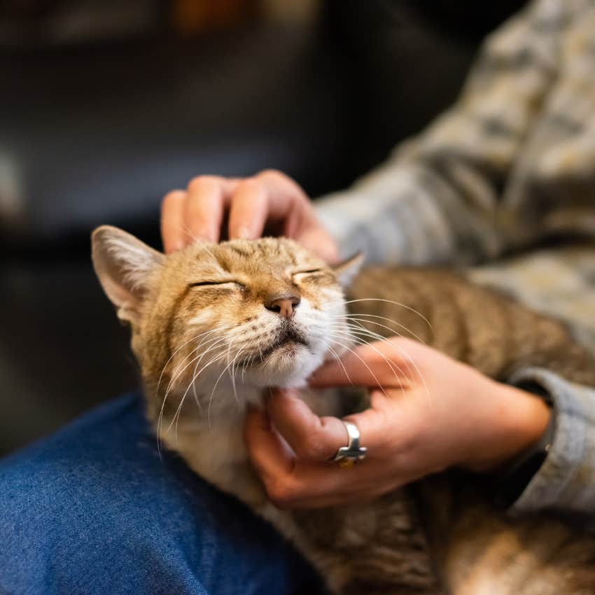 cat getting pet