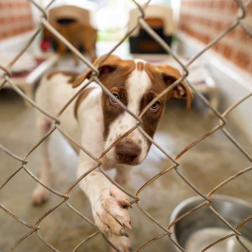 sad dog in animal shelter