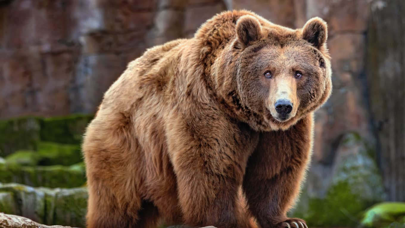 large brown bear in nature