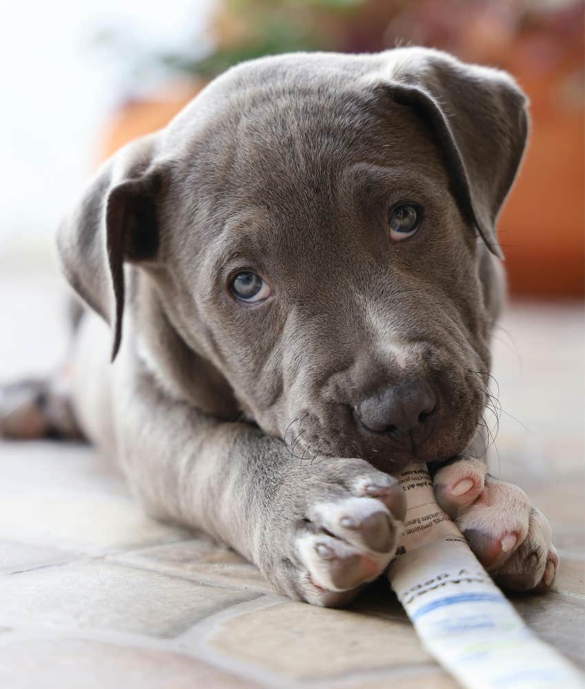 puppy eating paper 