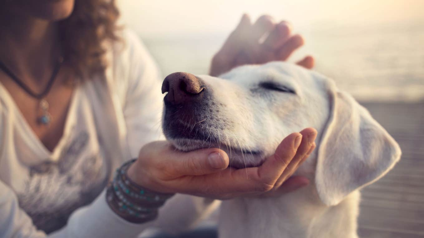 6 Fascinating Ways Your Dog Uses Their Nose To Navigate The World owner gently pets dog at the beach