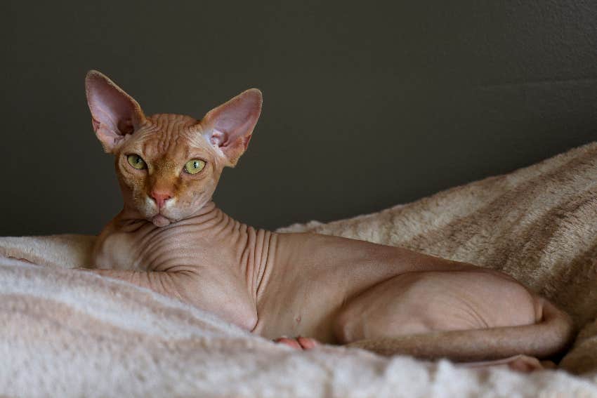 aquarius zodiac sign cat breed sphinx