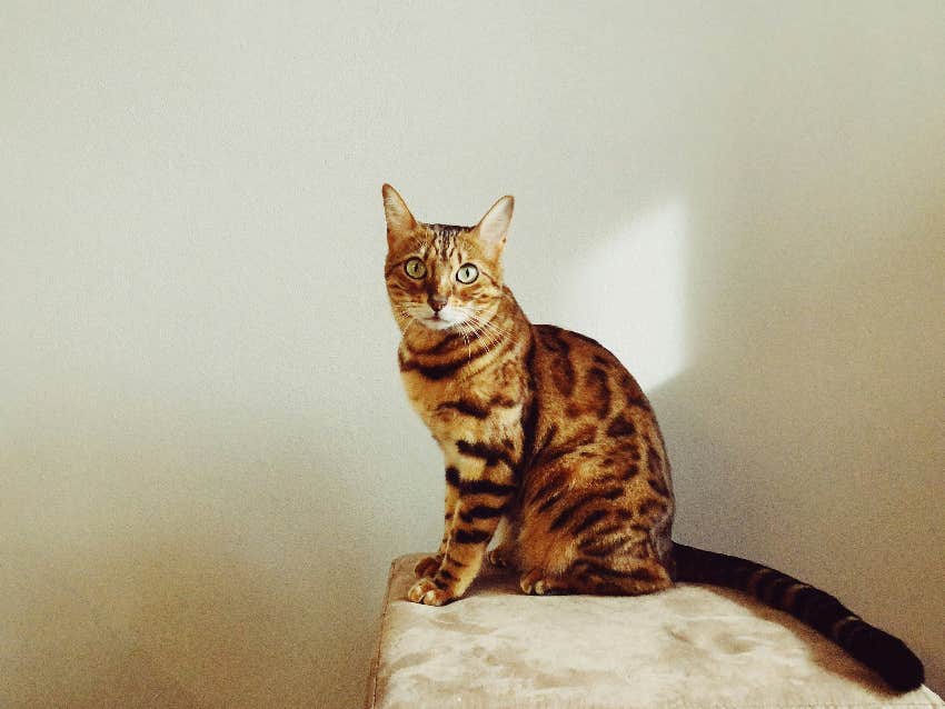 aries zodiac sign cat breed bengal