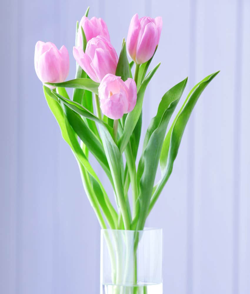 bouquet of pink tulips