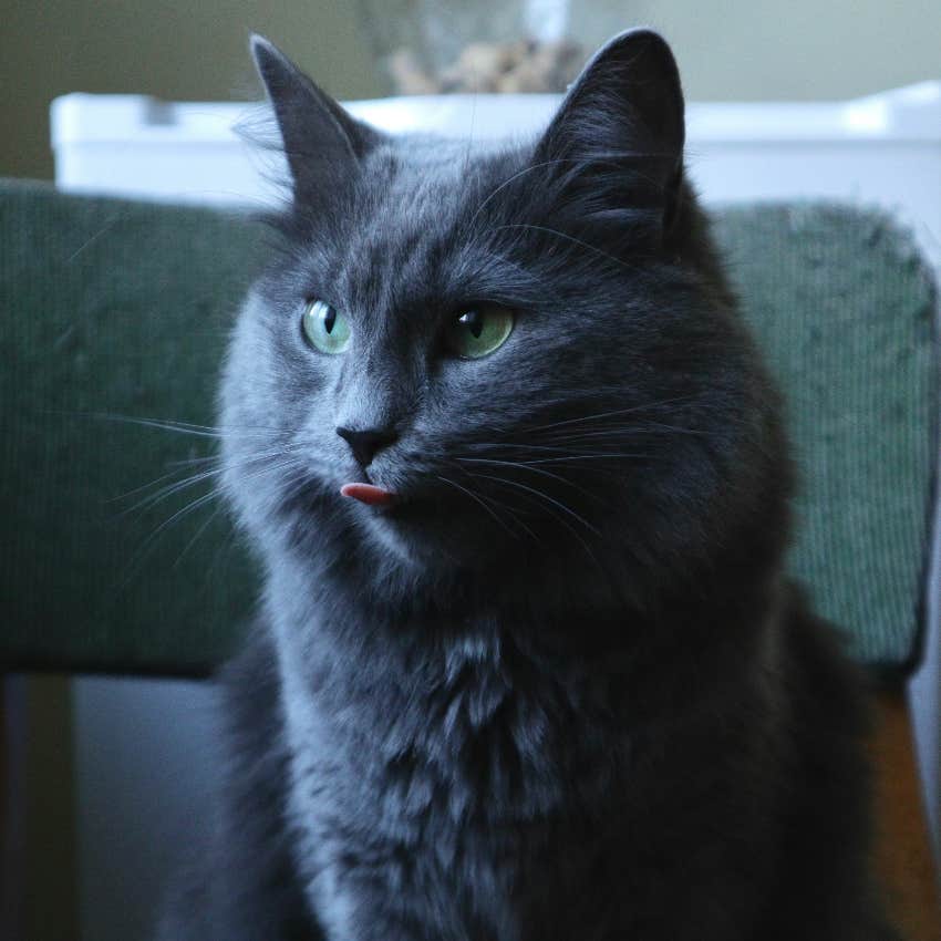 cancer zodiac sign cat breed nebelung