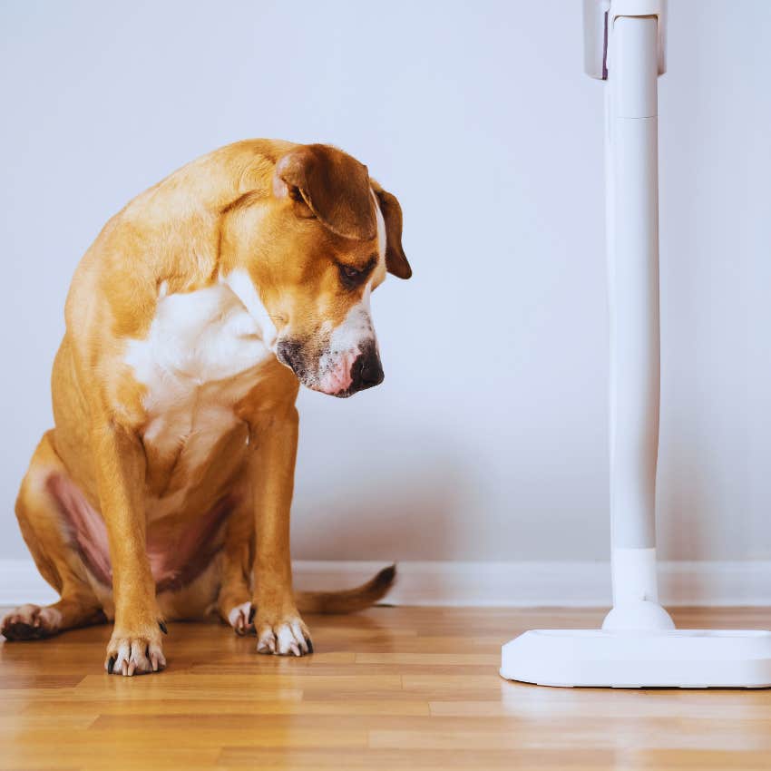 dog looking at vacuum