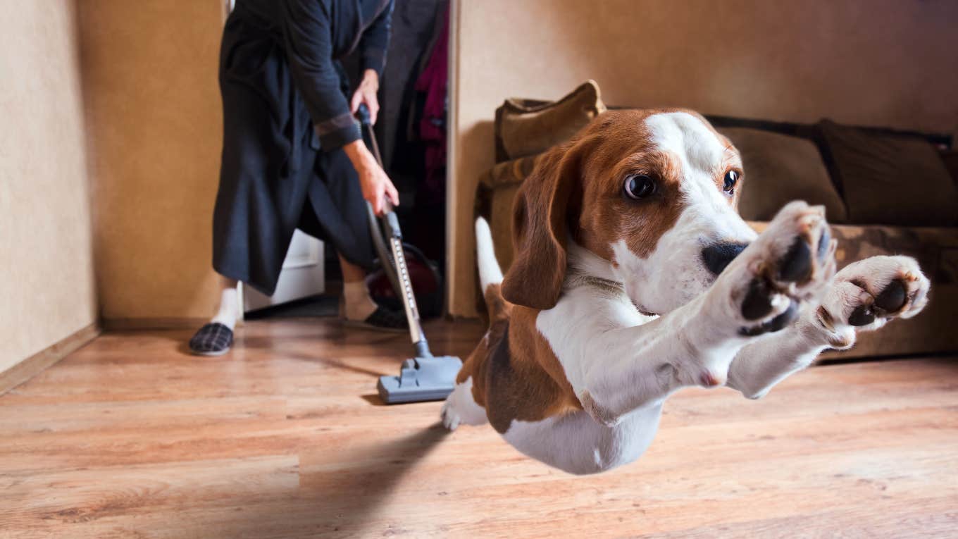 Couple Tests Punishing Their Vacuum So Their Dogs Won't Be Afraid Of It dog afraid of vacuum